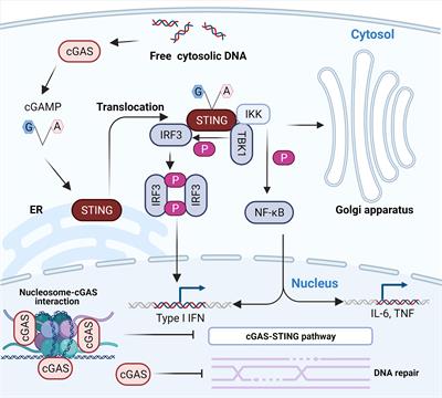 Roles of Emerging RNA-Binding Activity of cGAS in Innate Antiviral Response